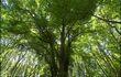 Promenades : arbres insolites
